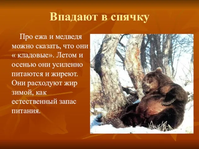 Впадают в спячку Про ежа и медведя можно сказать, что они «