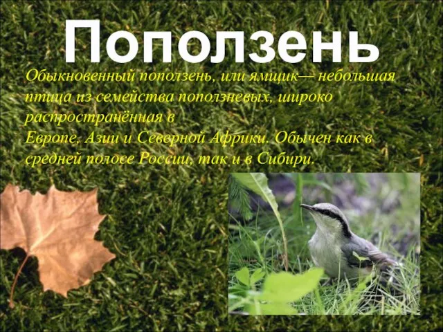 Поползень Обыкновенный поползень, или ямщик— небольшая птица из семейства поползневых, широко распространённая
