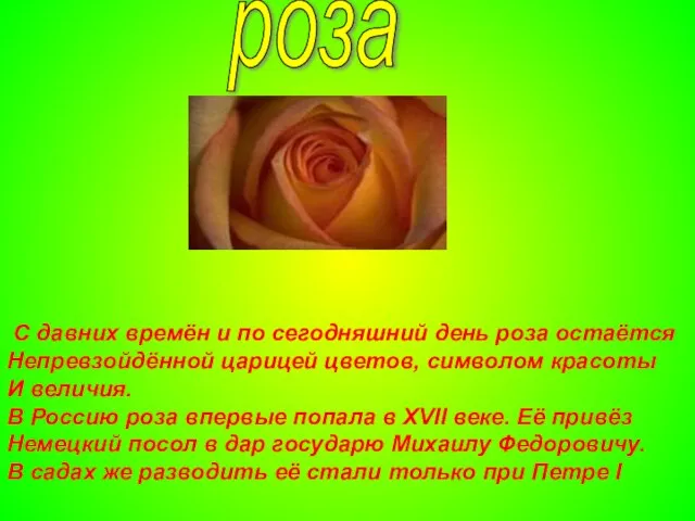 роза С давних времён и по сегодняшний день роза остаётся Непревзойдённой царицей