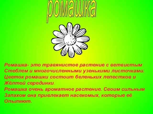 ромашка Ромашка- это травянистое растение с ветвистым Стеблем и многочисленными узенькими листочками.