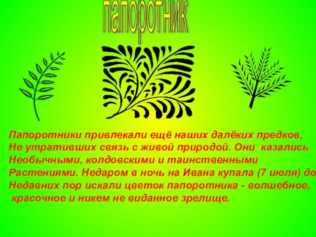 папоротник Папоротники привлекали ещё наших далёких предков, Не утративших связь с живой