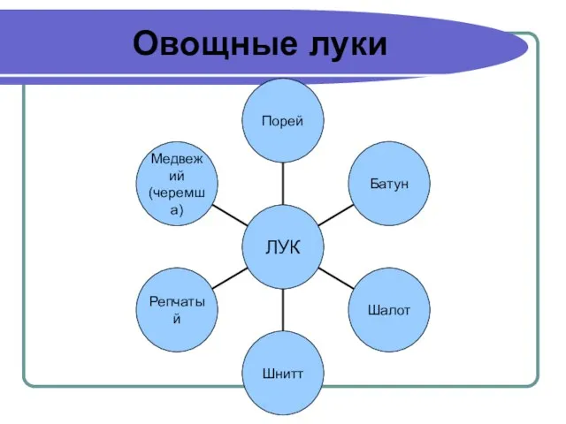 Овощные луки