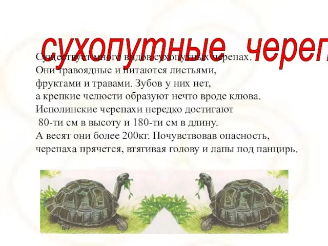 сухопутные черепахи Существует много видов сухопутных черепах. Они травоядные и питаются листьями,