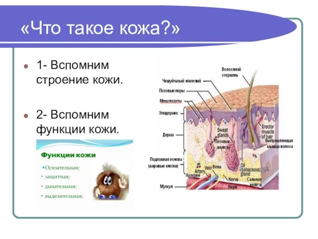 «Что такое кожа?» 1- Вспомним строение кожи. 2- Вспомним функции кожи.