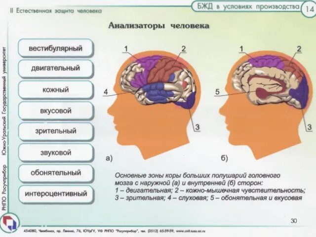 Центральной частью анализаторов являются некоторые зоны в коре головного мозга: зрительная, слуховая,