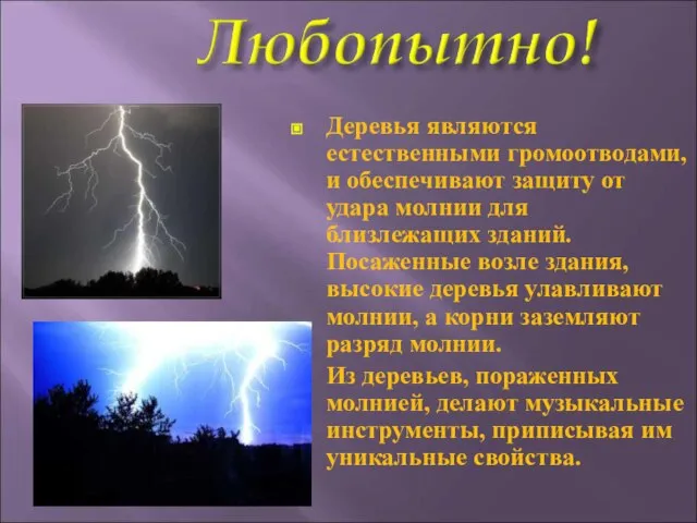 Деревья являются естественными громоотводами, и обеспечивают защиту от удара молнии для близлежащих