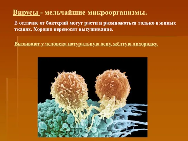 Вирусы - мельчайшие микроорганизмы. В отличие от бактерий могут расти и размножаться