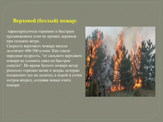 Верховой (беглый) пожар: характеризуются горением и быстрым продвижением огня по кронам деревьев
