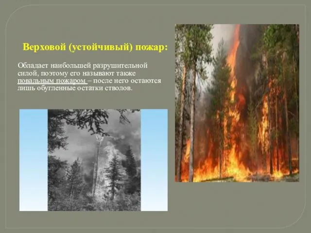 Верховой (устойчивый) пожар: Обладает наибольшей разрушительной силой, поэтому его называют также повальным