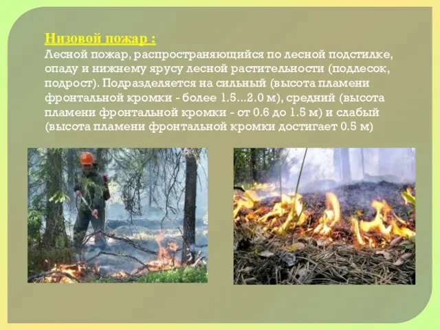 Низовой пожар : Лесной пожар, распространяющийся по лесной подстилке, опаду и нижнему