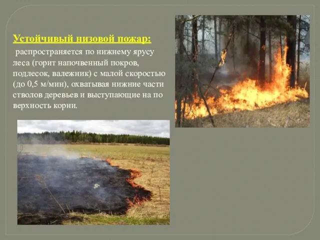 . Устойчивый низовой пожар: распространяется по нижнему ярусу леса (горит напочвенный покров,