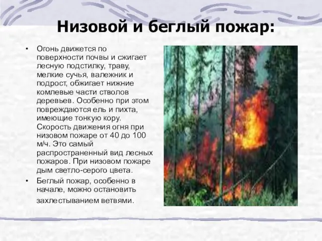Низовой и беглый пожар: Огонь движется по поверхности почвы и сжигает лесную