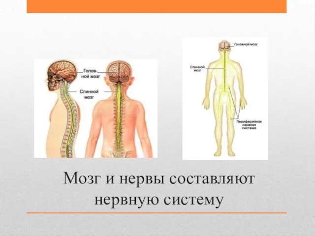 Мозг и нервы составляют нервную систему