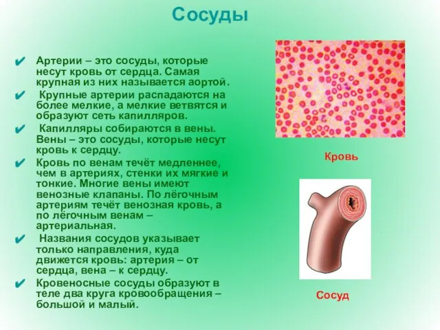 Сосуды Артерии – это сосуды, которые несут кровь от сердца. Самая крупная