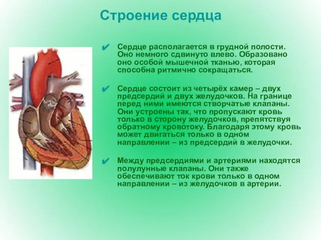 Строение сердца Сердце располагается в грудной полости. Оно немного сдвинуто влево. Образовано