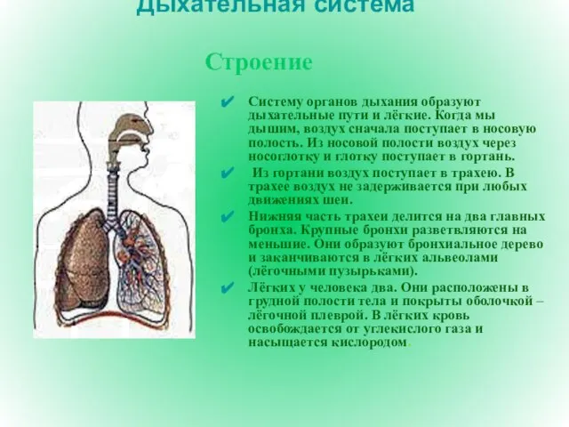 Дыхательная система Систему органов дыхания образуют дыхательные пути и лёгкие. Когда мы