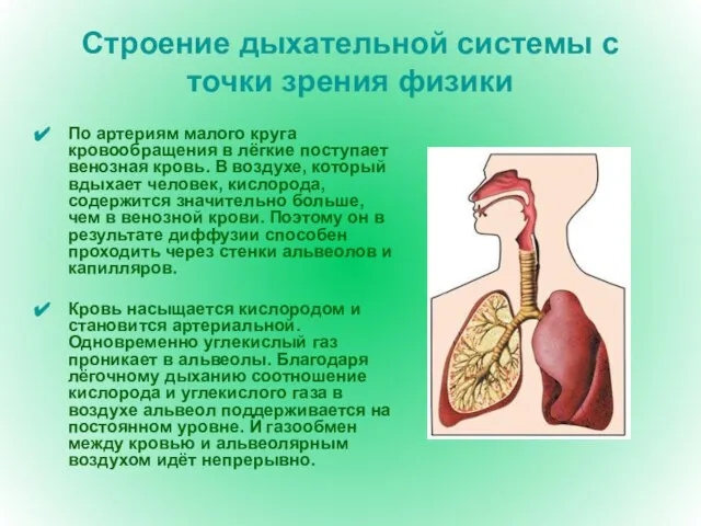 Строение дыхательной системы с точки зрения физики По артериям малого круга кровообращения