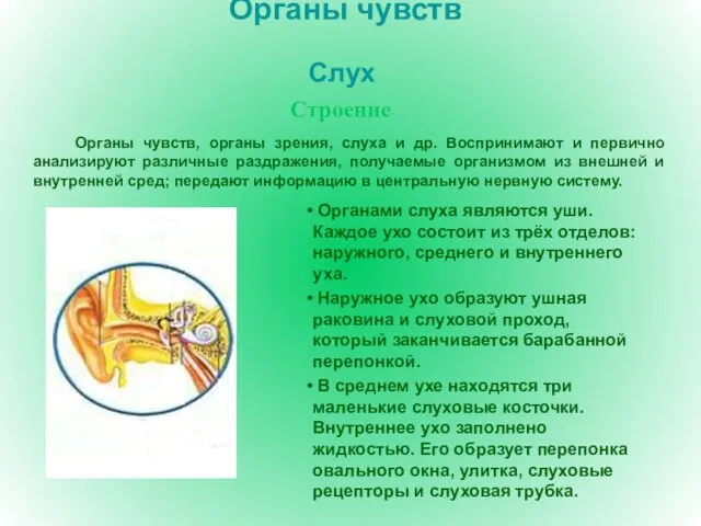 Органы чувств Органы чувств, органы зрения, слуха и др. Воспринимают и первично