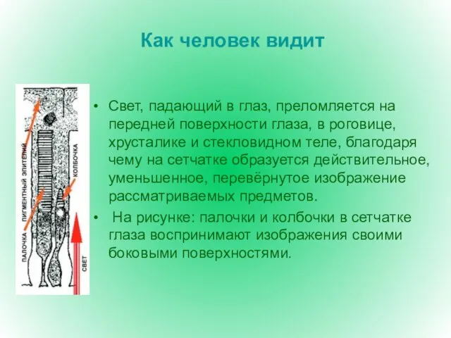 Как человек видит Свет, падающий в глаз, преломляется на передней поверхности глаза,