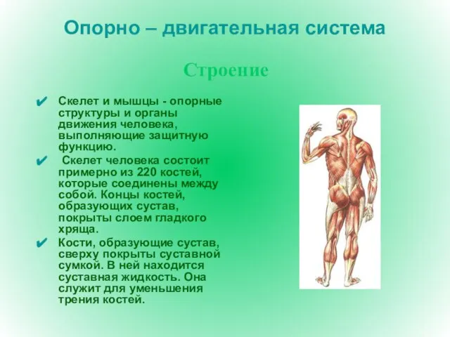 Опорно – двигательная система Скелет и мышцы - опорные структуры и органы