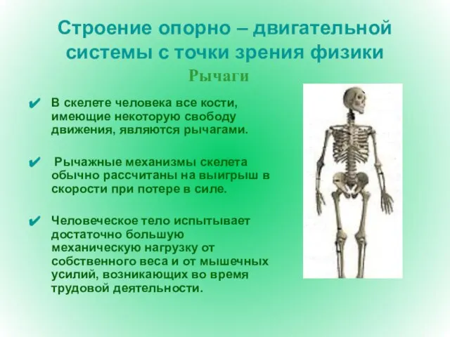 Строение опорно – двигательной системы с точки зрения физики В скелете человека