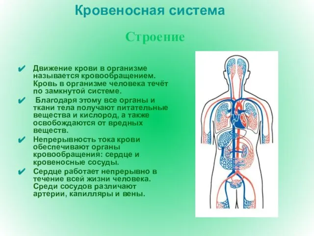 Кровеносная система Движение крови в организме называется кровообращением. Кровь в организме человека