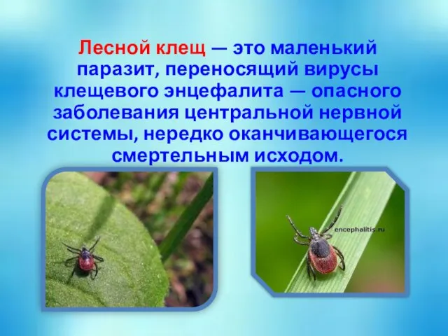 Лесной клещ — это маленький паразит, переносящий вирусы клещевого энцефалита — опасного