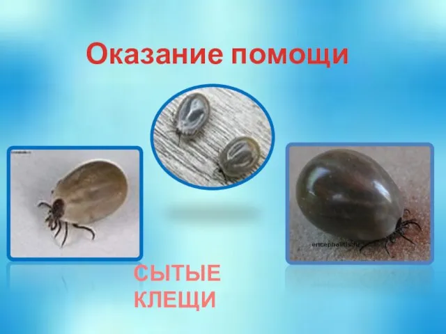 Оказание помощи СЫТЫЕ КЛЕЩИ