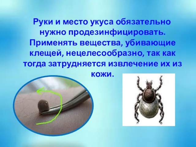 Руки и место укуса обязательно нужно продезинфицировать. Применять вещества, убивающие клещей, нецелесообразно,