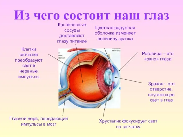 Из чего состоит наш глаз Глазной нерв, передающий импульсы в мозг Хрусталик
