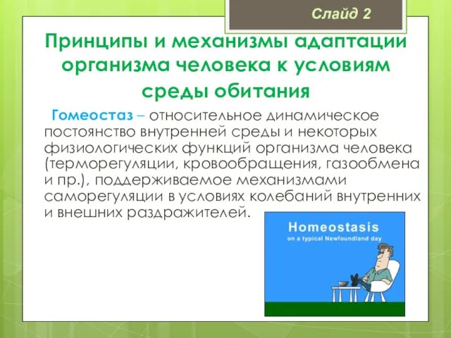 Принципы и механизмы адаптации организма человека к условиям среды обитания Гомеостаз –