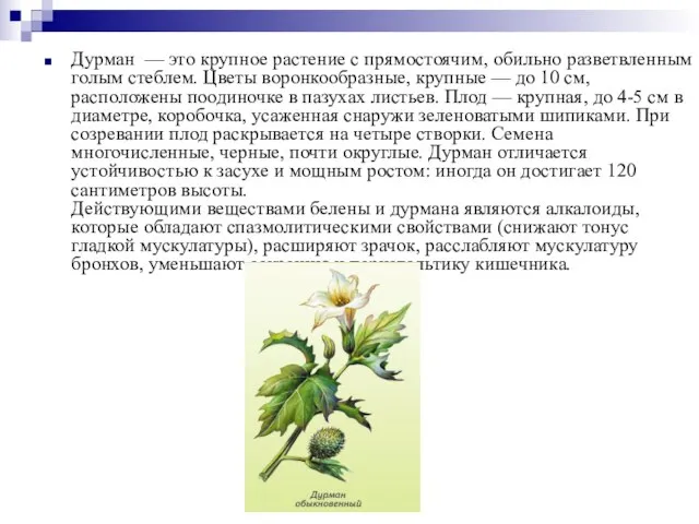 Дурман — это крупное растение с прямостоячим, обильно разветвленным голым стеблем. Цветы