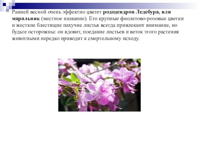 Ранней весной очень эффектно цветет рододендрон Ледебура, или маральник (местное название). Его