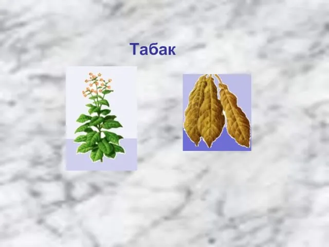 Табак