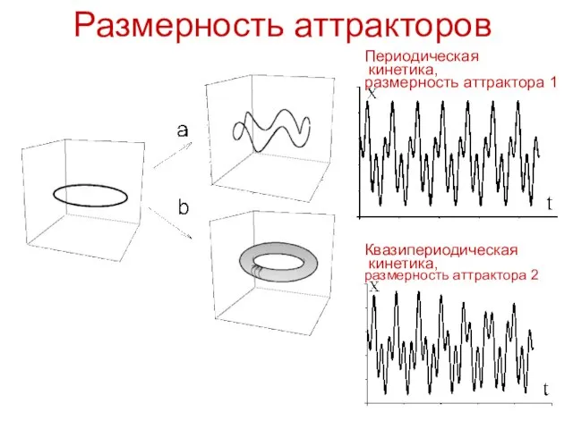 Размерность аттракторов Квазипериодическая кинетика, размерность аттрактора 2 Периодическая кинетика, размерность аттрактора 1