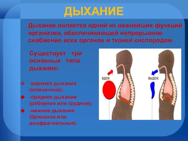 ДЫХАНИЕ Существует три основных типа дыхания: -верхнее дыхание (ключичное); -среднее дыхание (рёберное