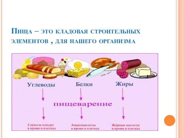 Пища – это кладовая строительных элементов , для нашего организма