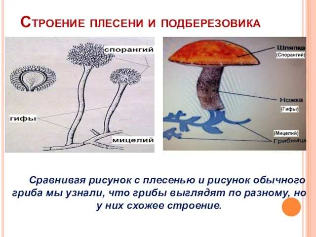 Строение плесени и подберезовика Сравнивая рисунок с плесенью и рисунок обычного гриба