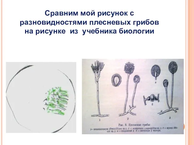 Сравним мой рисунок с разновидностями плесневых грибов на рисунке из учебника биологии