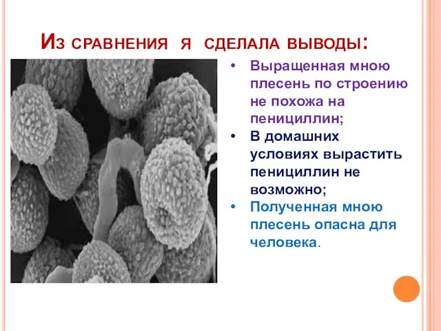 Из сравнения я сделала выводы: Выращенная мною плесень по строению не похожа