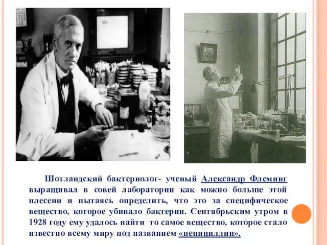 Шотландский бактериолог- ученый Александр Флеминг выращивал в совей лаборатории как можно больше