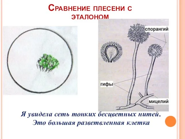 Сравнение плесени с эталоном Я увидела сеть тонких бесцветных нитей. Это большая разветвленная клетка