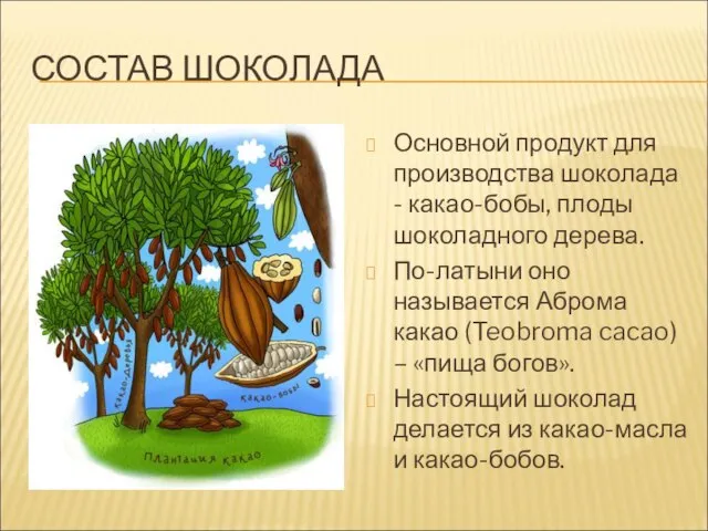 СОСТАВ ШОКОЛАДА Основной продукт для производства шоколада - какао-бобы, плоды шоколадного дерева.