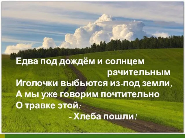 Едва под дождём и солнцем рачительным Иголочки выбьются из-под земли, А мы