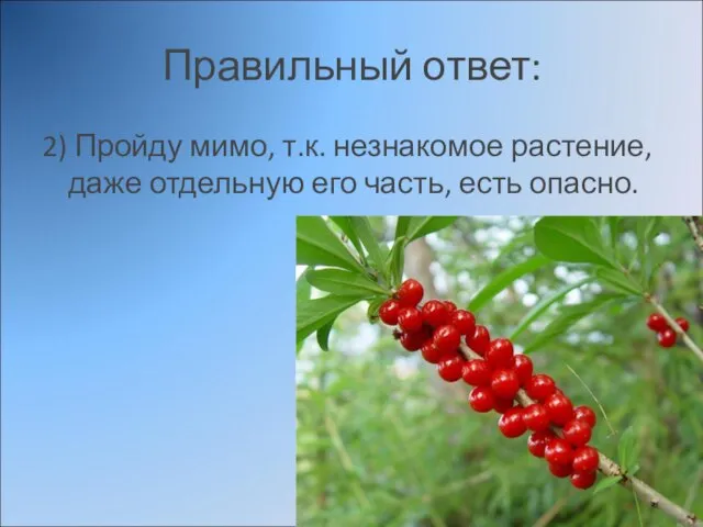 Правильный ответ: 2) Пройду мимо, т.к. незнакомое растение, даже отдельную его часть, есть опасно.