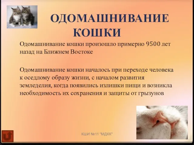 ОДОМАШНИВАНИЕ КОШКИ Одомашнивание кошки произошло примерно 9500 лет назад на Ближнем Востоке