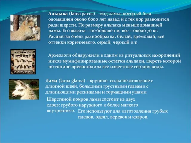 Шерстяной покров ламы состоит из двух слоев: грубого наружного и более мягкого