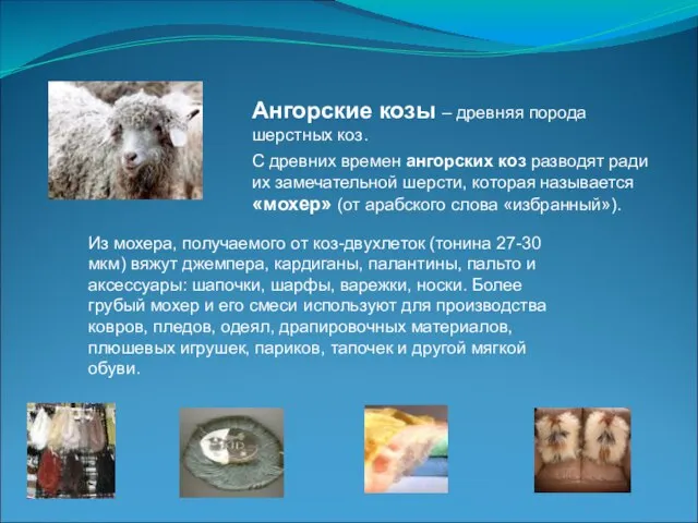Ангорские козы – древняя порода шерстных коз. С древних времен ангорских коз