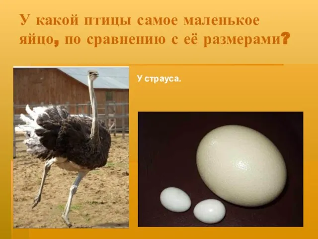 У какой птицы самое маленькое яйцо, по сравнению с её размерами? У страуса.