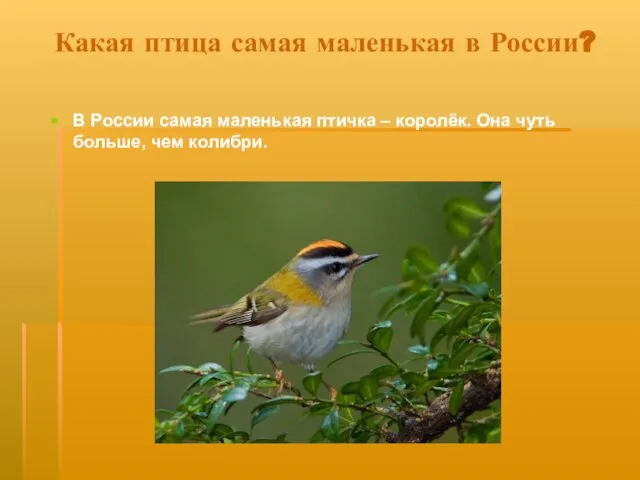 Какая птица самая маленькая в России? В России самая маленькая птичка –